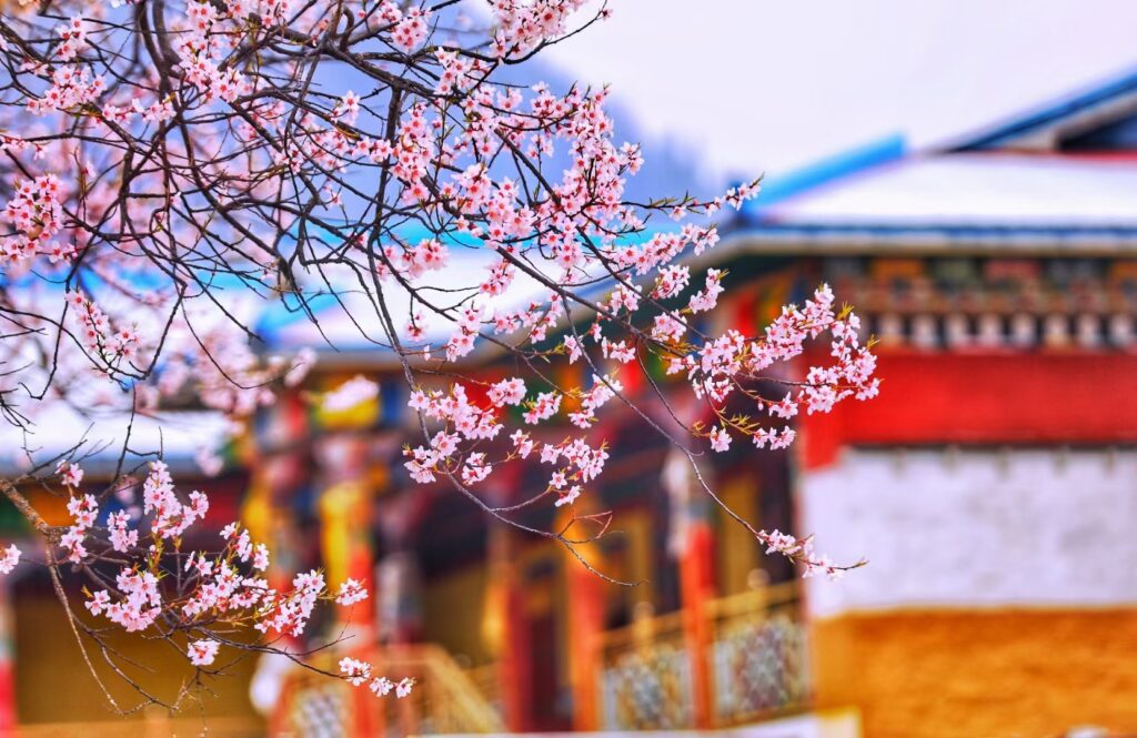 西藏林芝桃花节