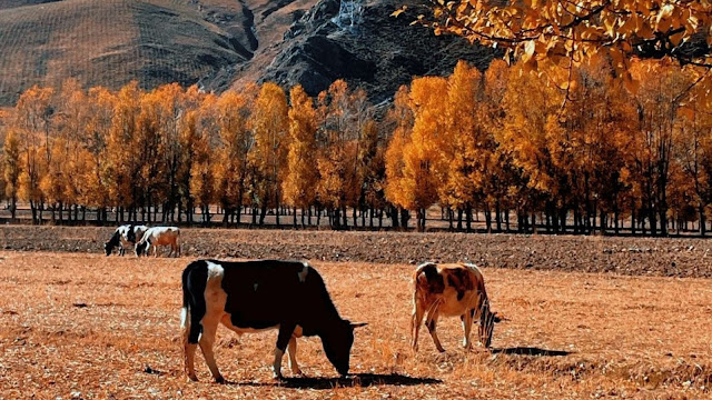 Autumn in Tibet 4