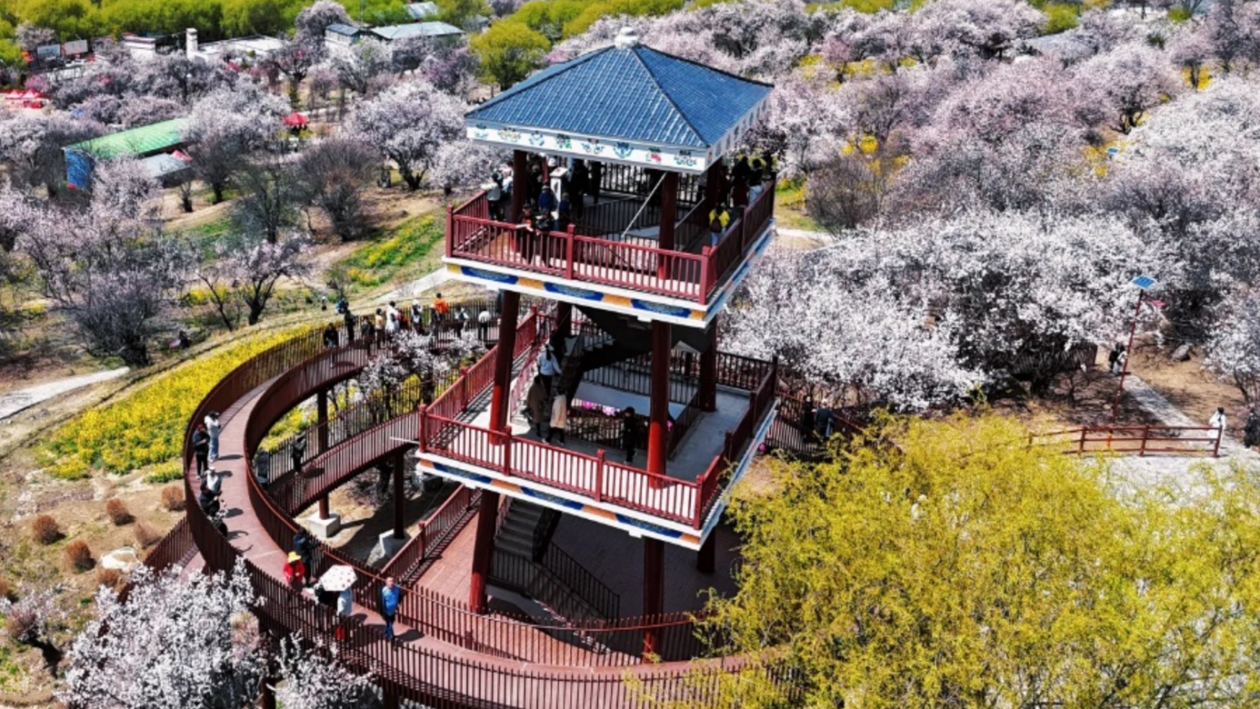 林芝桃花節12 日深度遊：從花海到雪域的心靈之旅- 大玩家旅遊