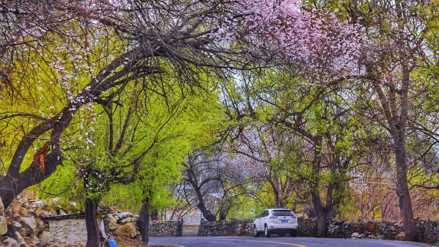 林芝桃花節12 日深度遊：從花海到雪域的心靈之旅- 大玩家旅遊