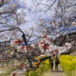 FC-2304020411-10D-A (8)