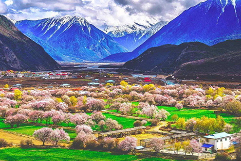 西藏林芝桃花