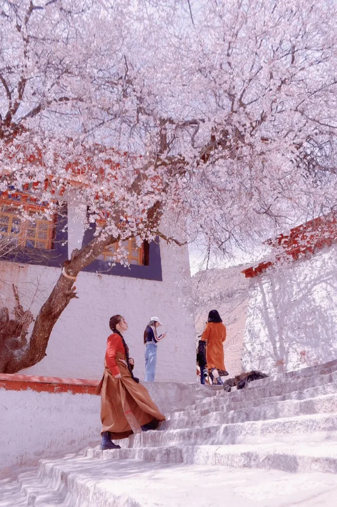西藏春季桃花與寺院石階